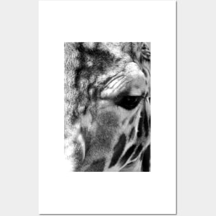 African Giraffe Amelopardalis Giraffa Posters and Art